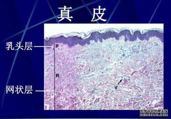 太阳成集团tyc33455cc